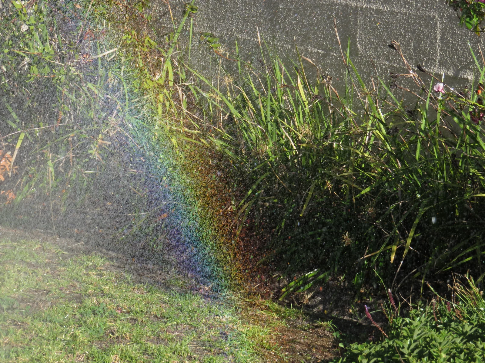 Arc-en-ciel dans un jardin arrosé — économies d'eau grâce à l'arrosage intelligent