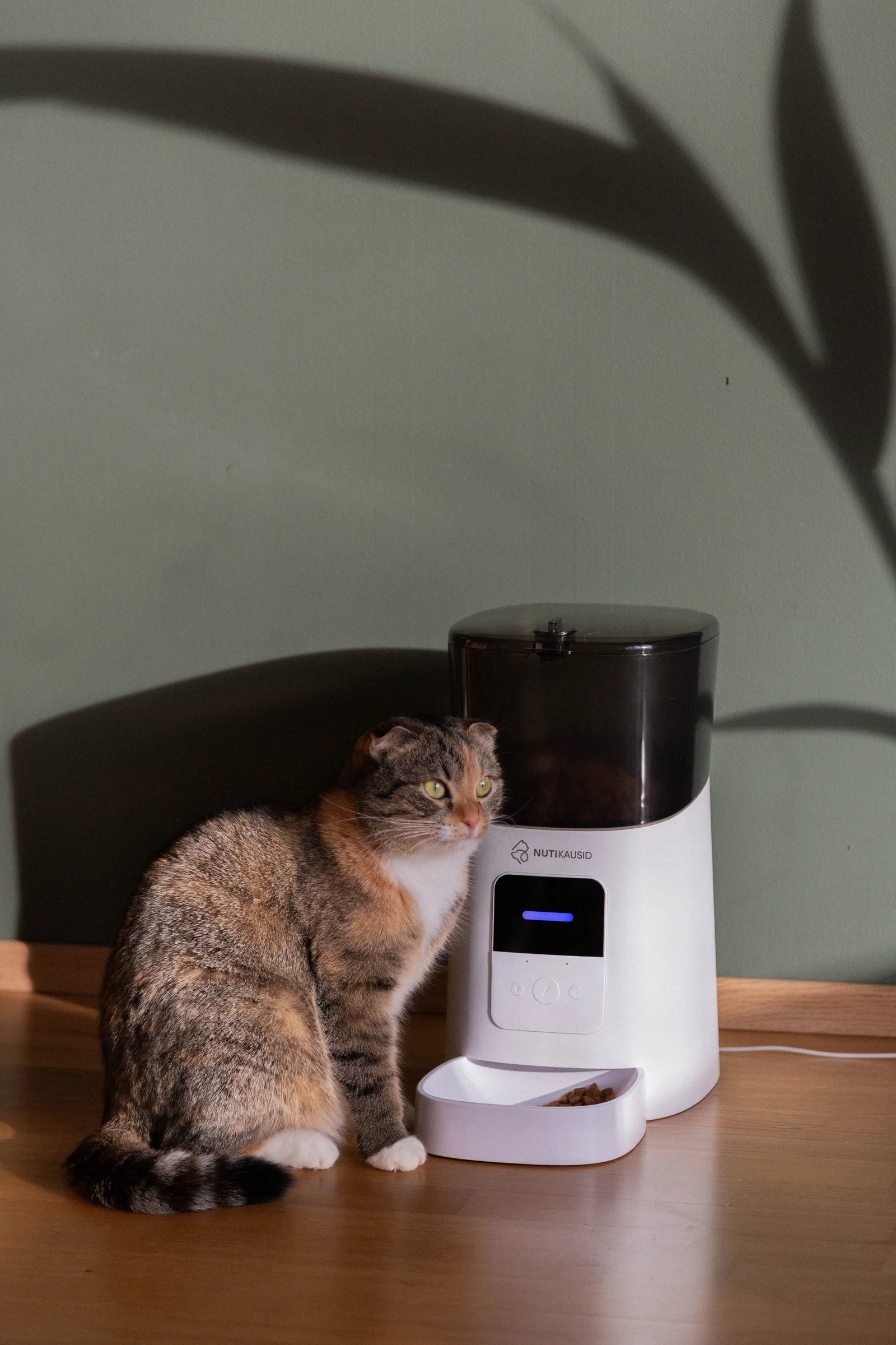 Chat tabby mangeant devant un distributeur de croquettes connecté au sol