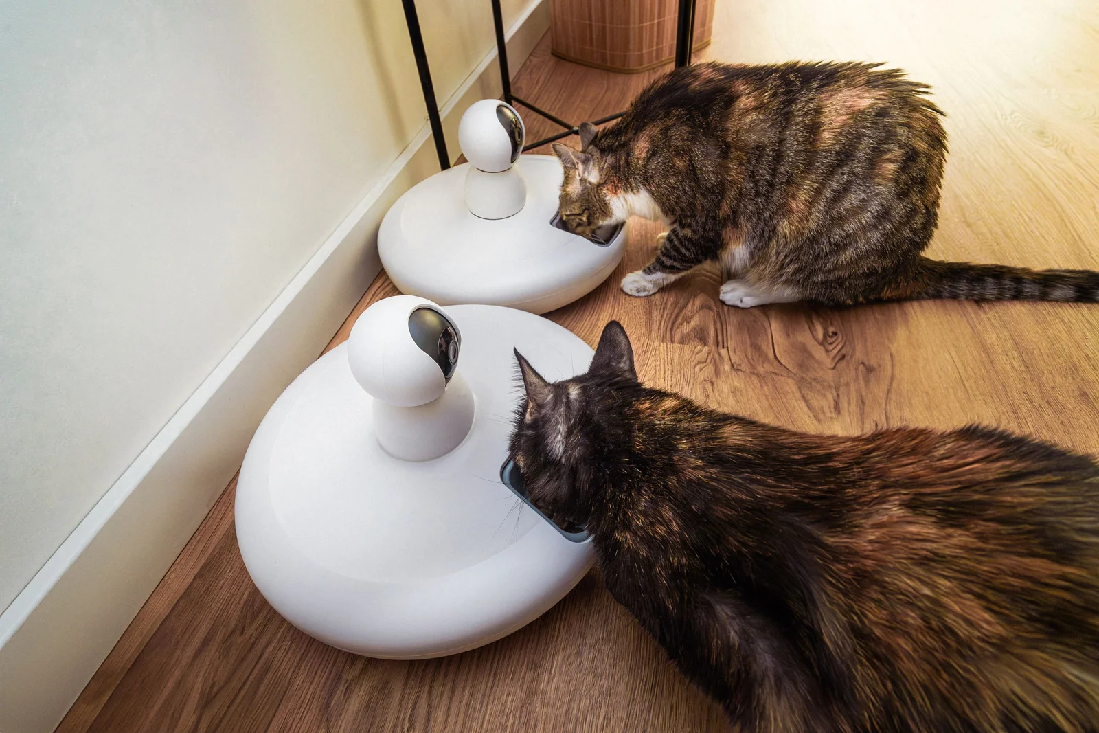 Distributeur croquettes connecté 2026 : top 5 pour animaux